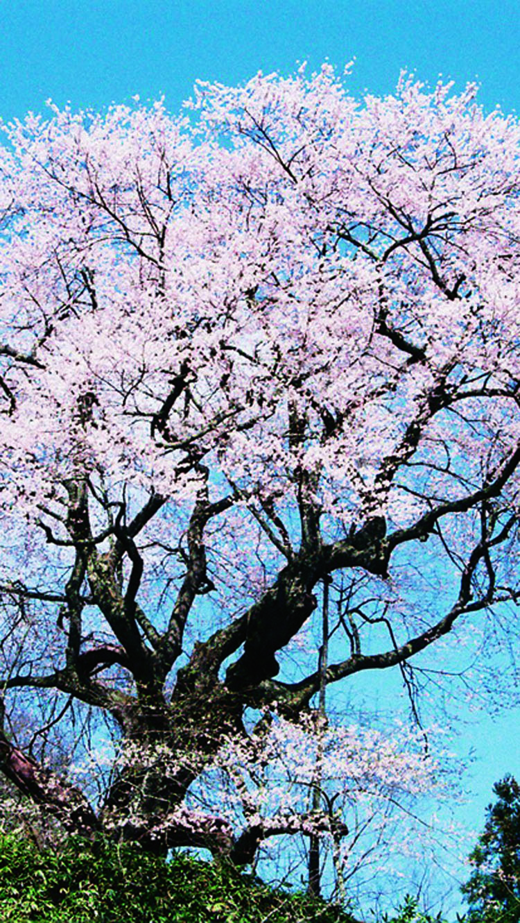 金谷城山桜